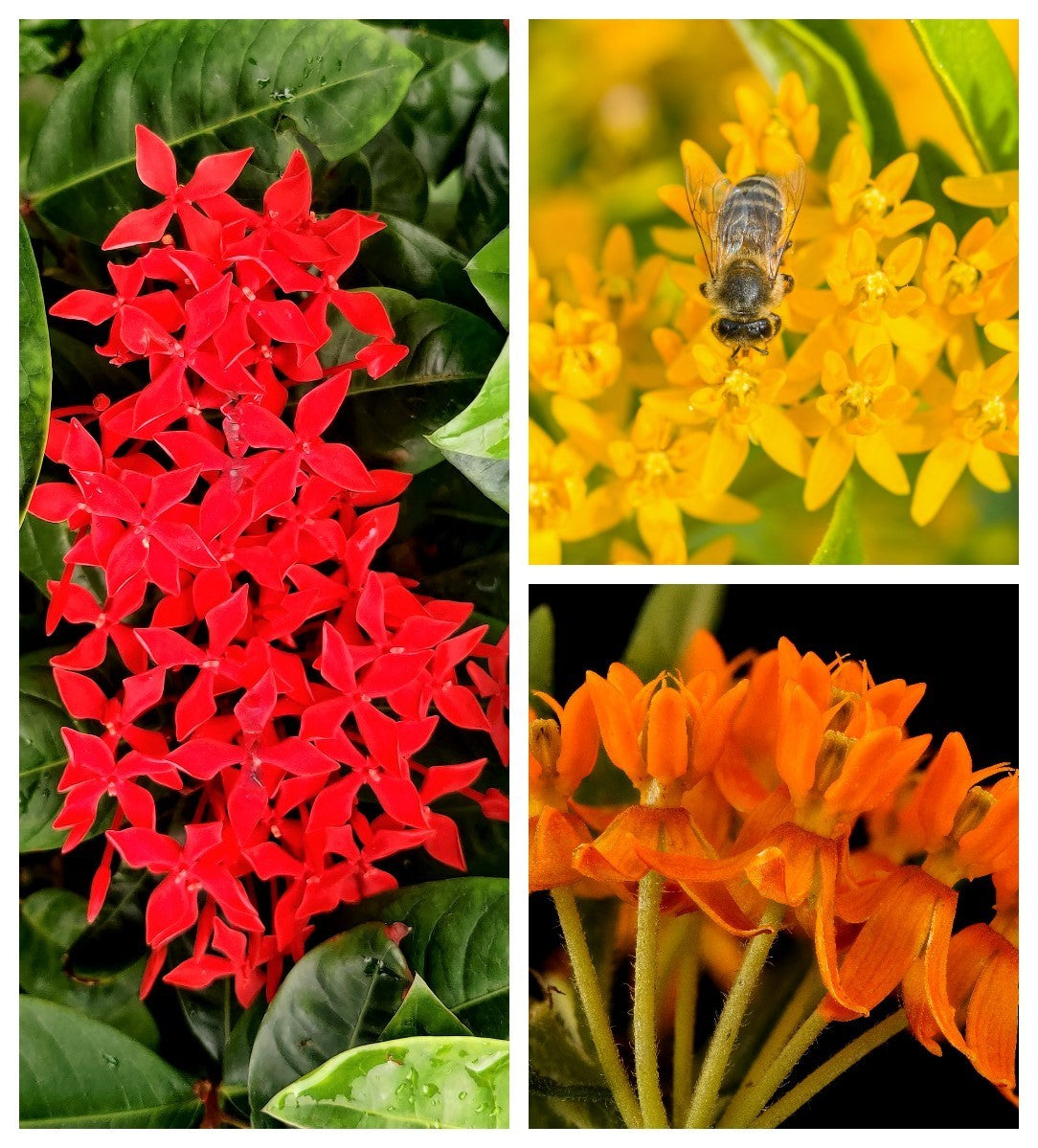 10 GAY BUTTERFLIES MILKWEED Red Yellow Orange Mix Asclepias Tuberosa Butterfly Weed Flower Seeds