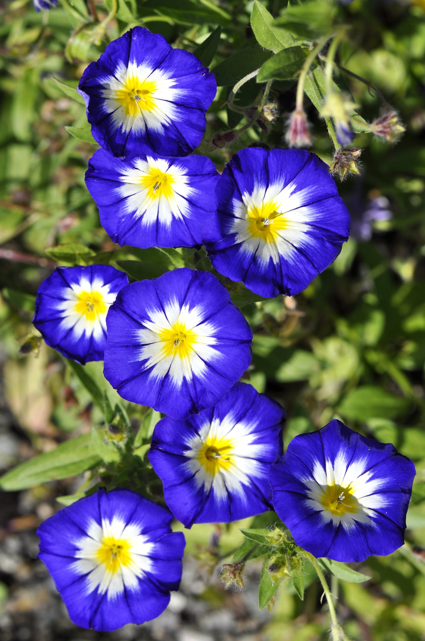 35 Blue Dwarf ROYAL ENSIGN MORNING GLORY Convolvulus Tricolor Royal Blue White & Yellow Flower Vine Seeds