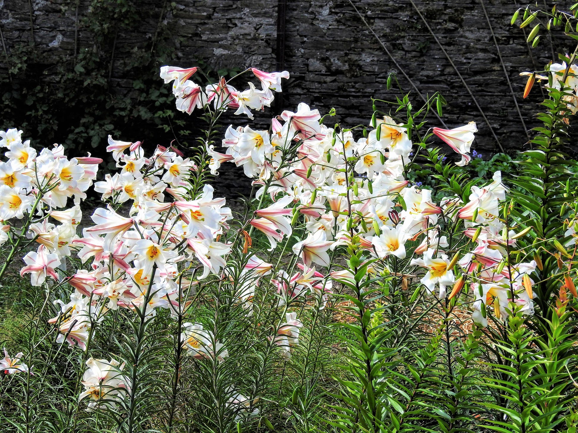 trumpet lily white 10 REGAL TRUMPET LILY aka Royal / King's Lilium Regale White Pink Yellow Flower Seeds