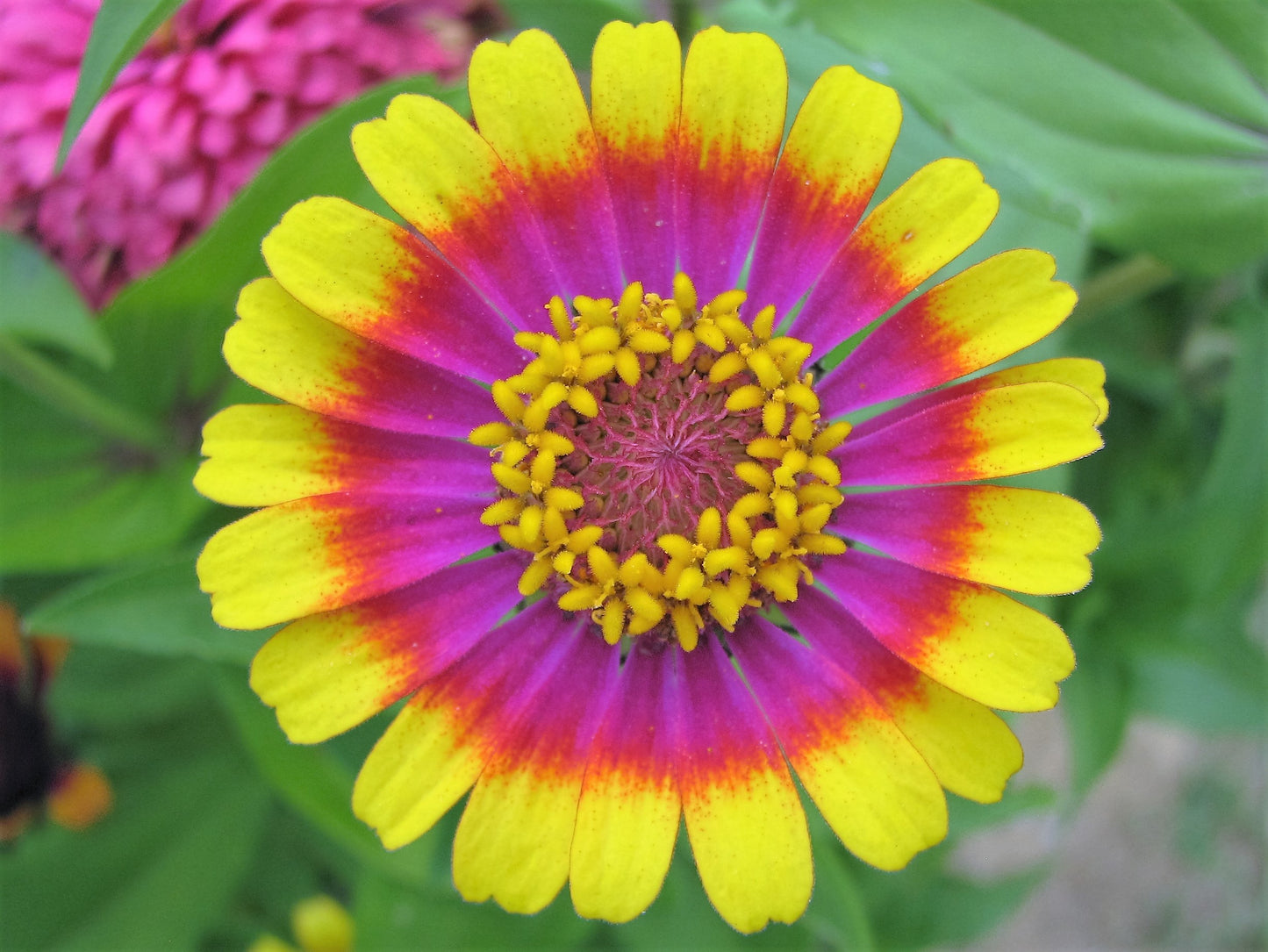 50 CAROUSEL MIX ZINNIA Elegans Carrousel Whirligig Mixed Colors Bicolor Flower Seeds
