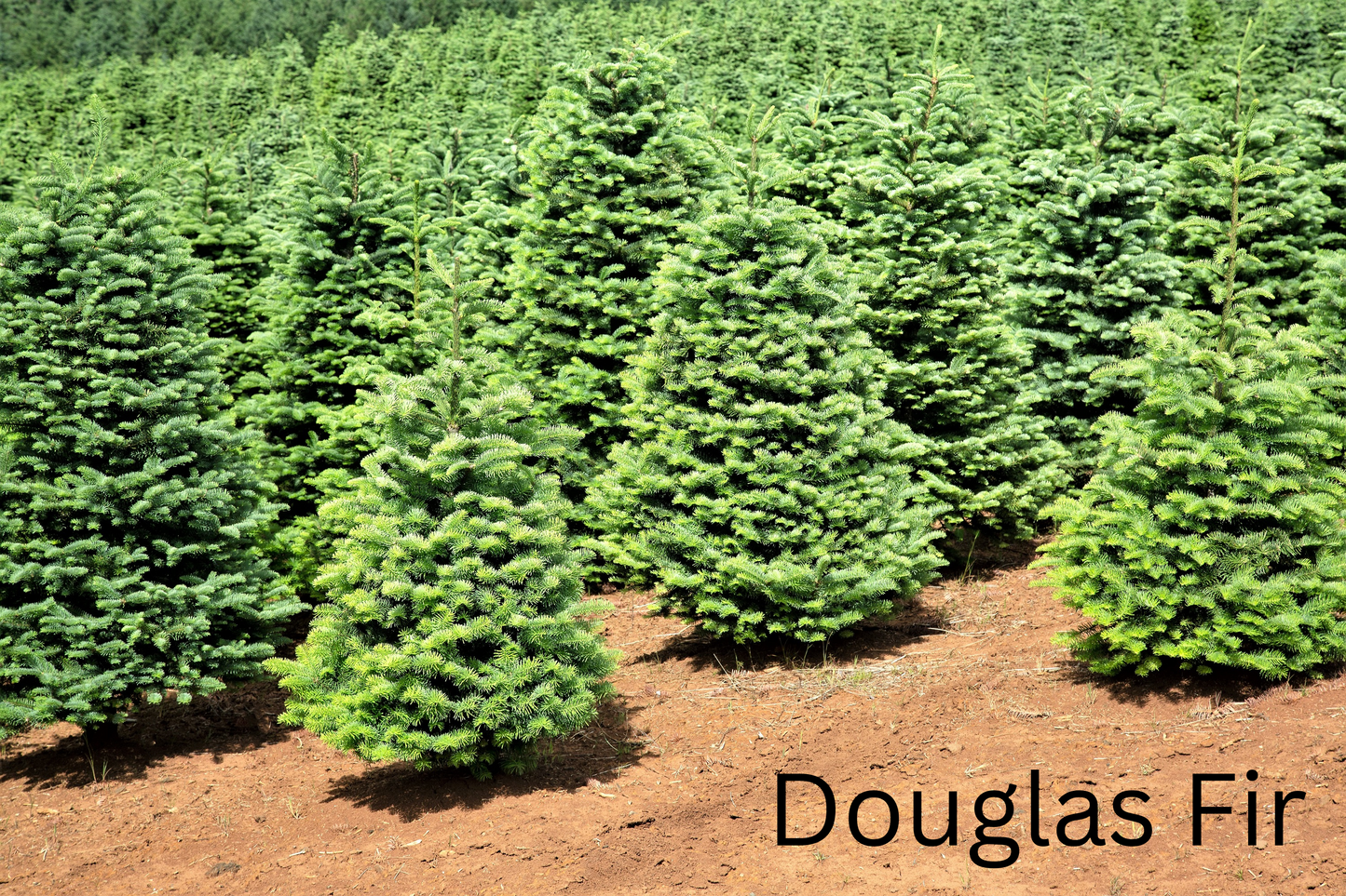 Grow Your Own CHRISTMAS TREE COLLECTION - 4 Gift Packets of Tree Seeds - Fraser Fir, Balsam Fir, Douglas Fir, & Blue Spruce + Free Gift Bag