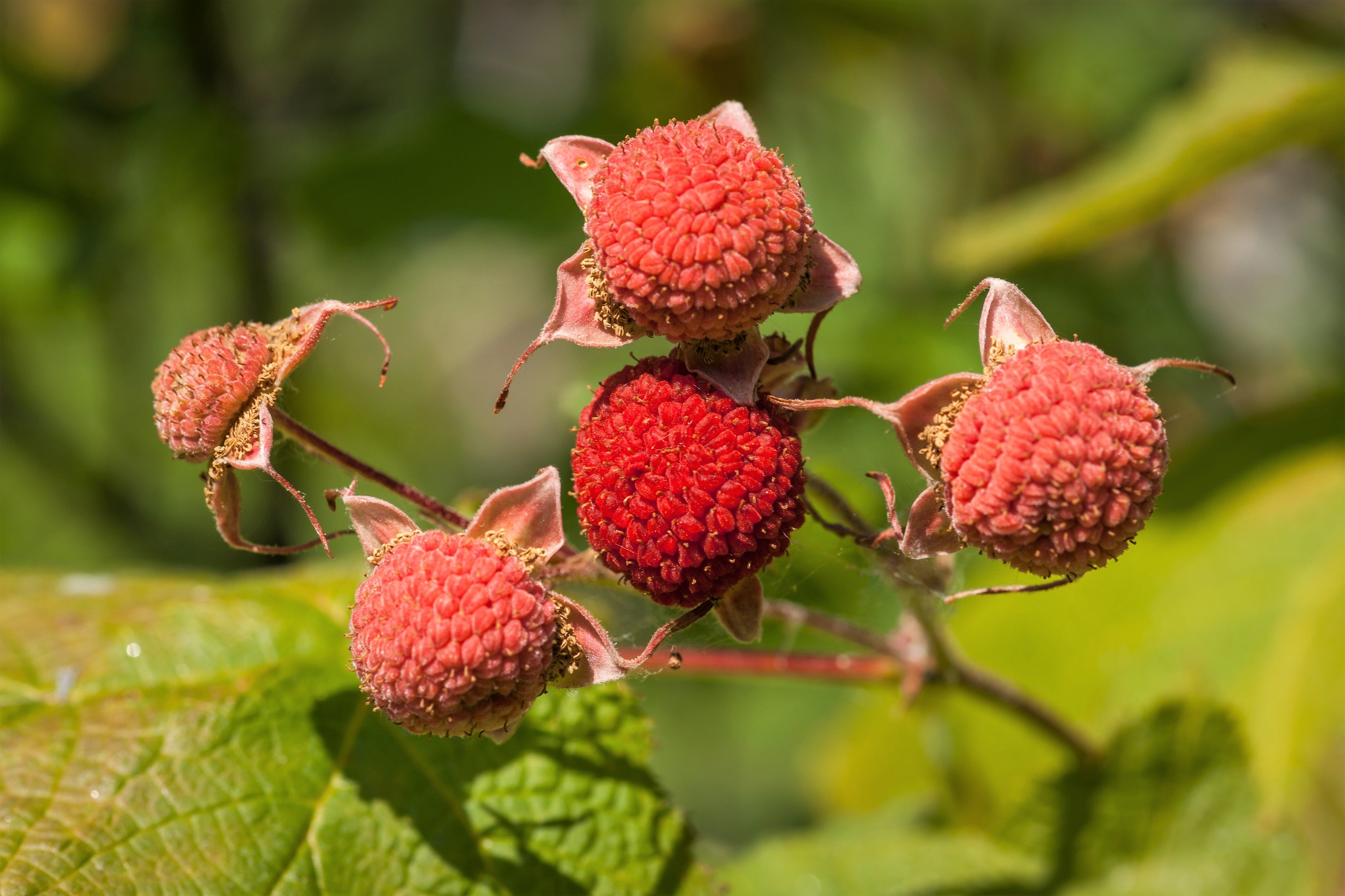 50 THIMBLEBERRY Rubus Parviflorus Edible Red Berry Fruit Native White ...