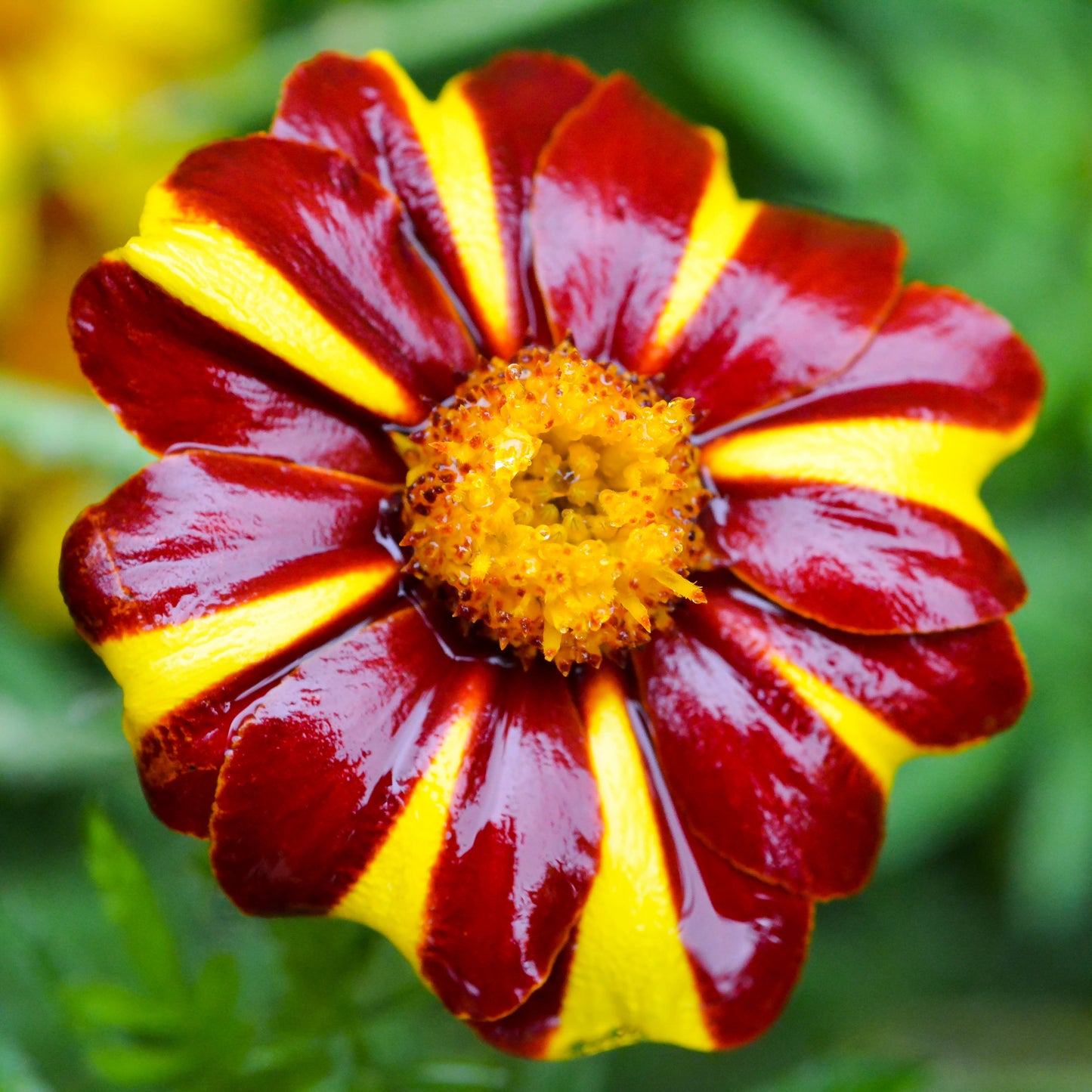 100 COURT JESTER MARIGOLD French Tagetes Patula Nana Red Yellow Striped Flower Seeds