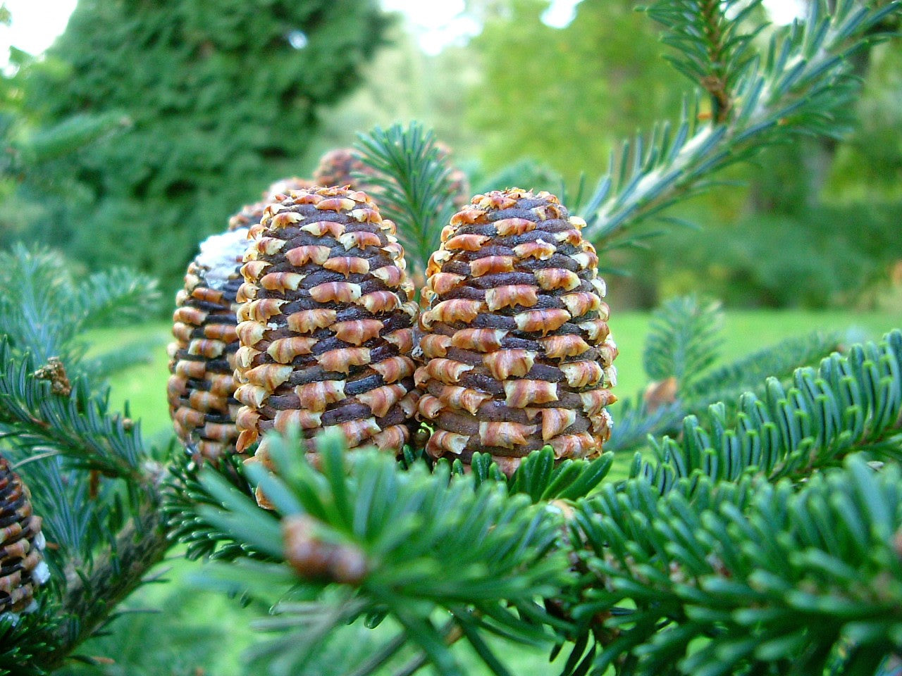 christmas tree seeds to plant Grow Your Own CHRISTMAS TREE
