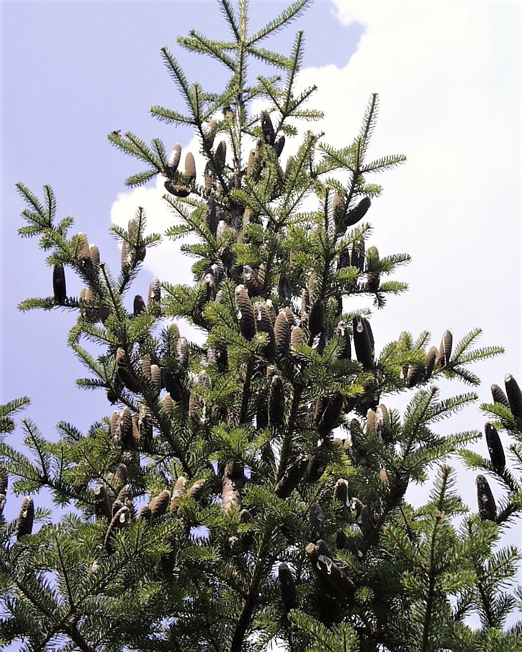 30 BALSAM FIR Tree Abies Balsamea Christmas Tree Silver Pine Canadian Fir Native Evergreen Seeds