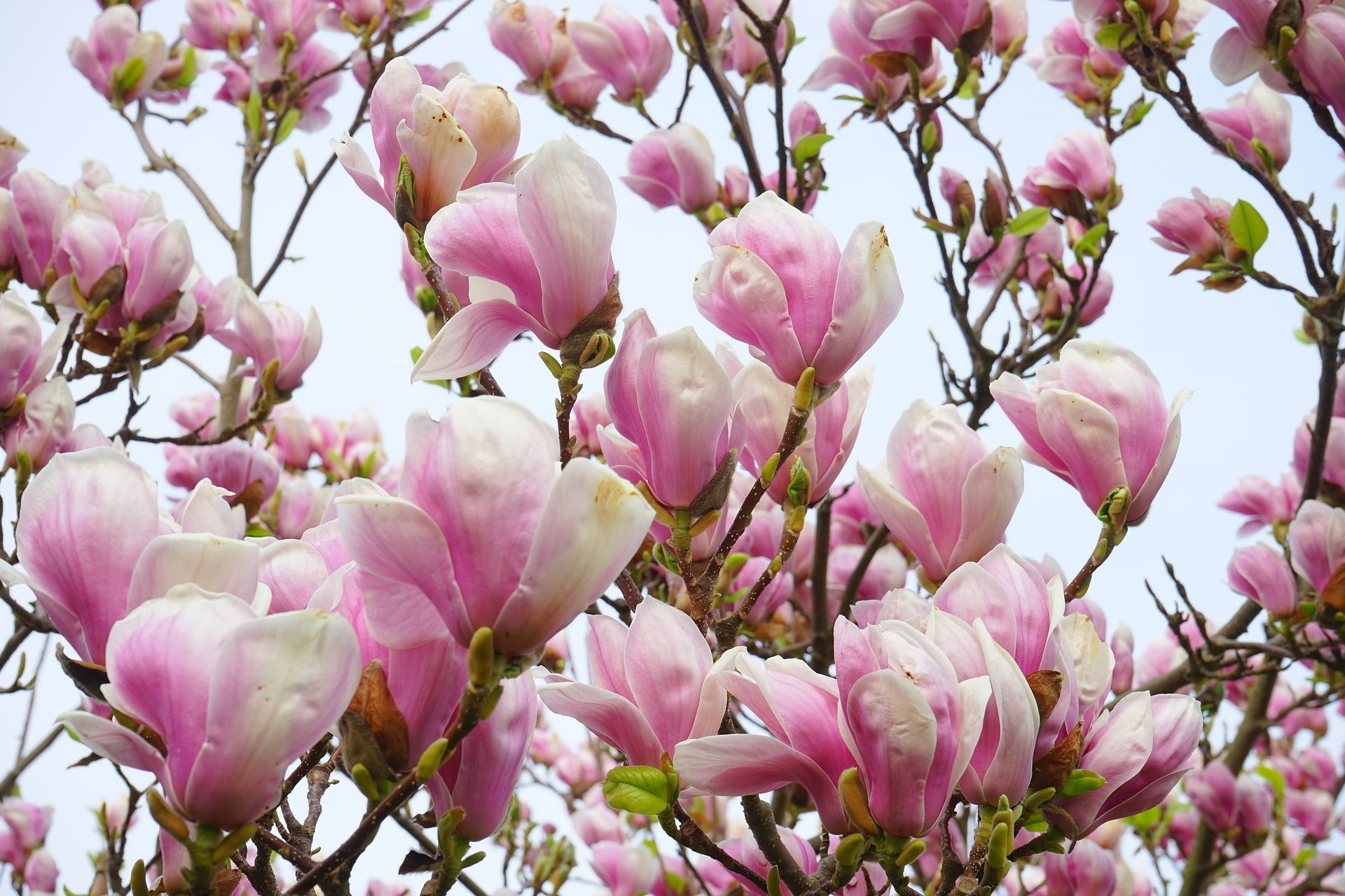 magnolia lily flower tree 5 LILY MAGNOLIA Flower TREE Pink & Purple Fragrant Tulip Magnol Liliiflora Seeds