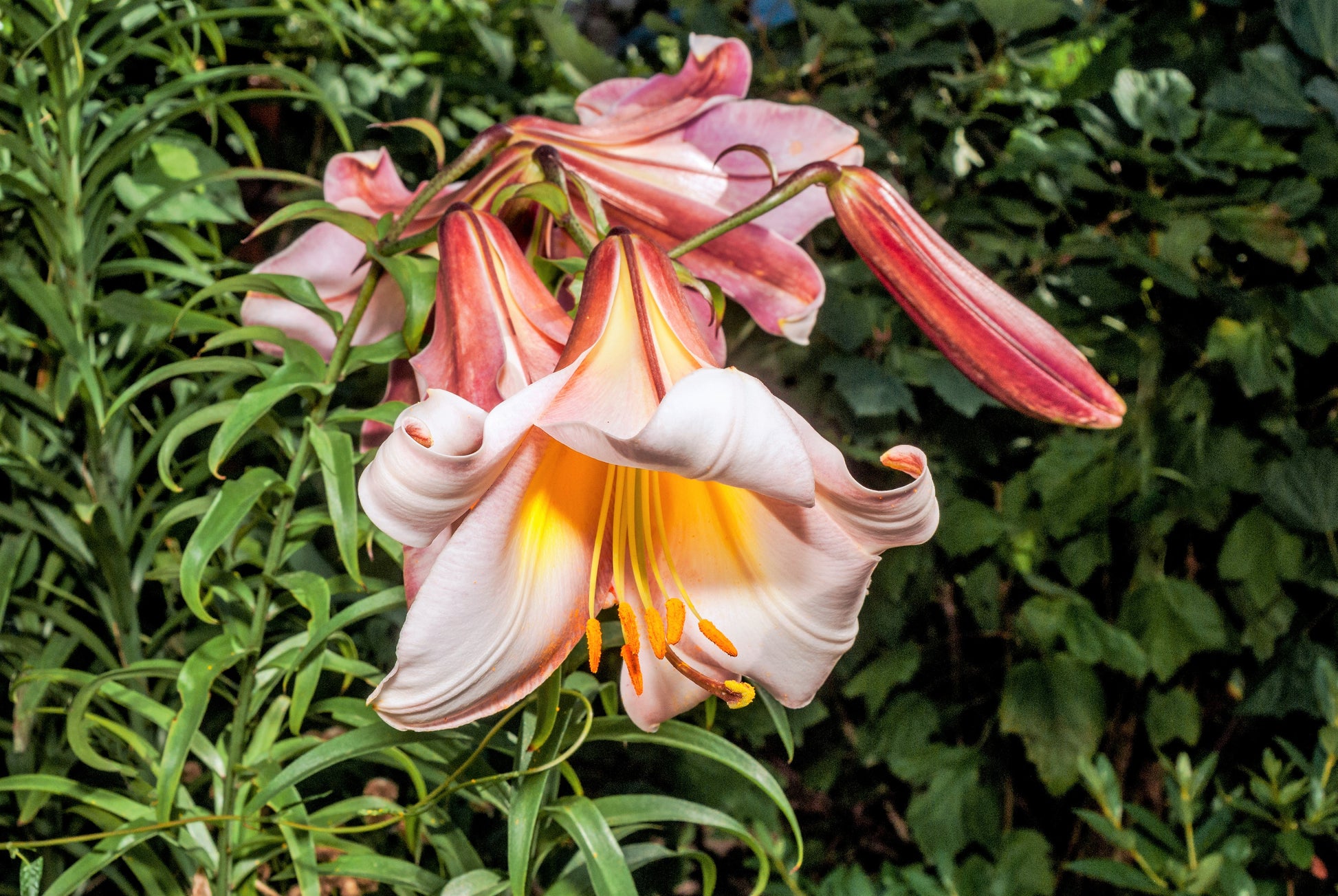 trumpet lily flower 10 REGAL TRUMPET LILY aka Royal / King's Lilium Regale White Pink Yellow Flower Seeds