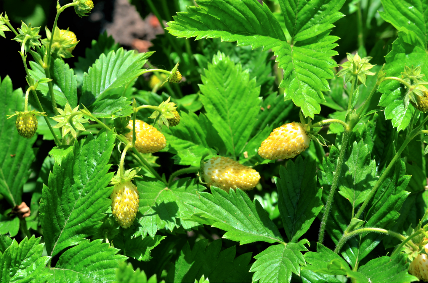 100 YELLOW WONDER STRAWBERRY Everbearing Heirloom Alpine Fragaria Vesca Yellow Berry Fruit Seeds