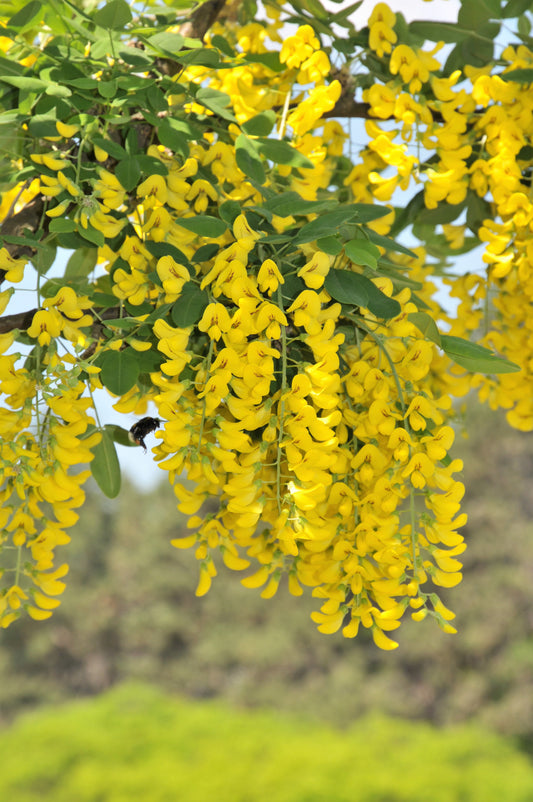 25 SIBERIAN PEASHRUB Caragana Arborescens Peatree Yellow Flower Legume Vegetable Seeds