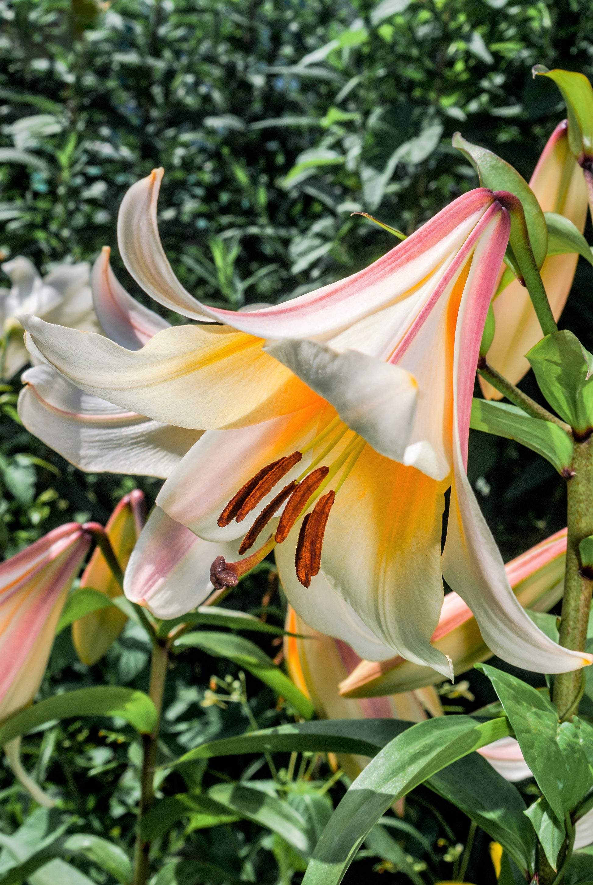 white trumpet lily 10 REGAL TRUMPET LILY aka Royal / King's Lilium Regale White Pink Yellow Flower Seeds