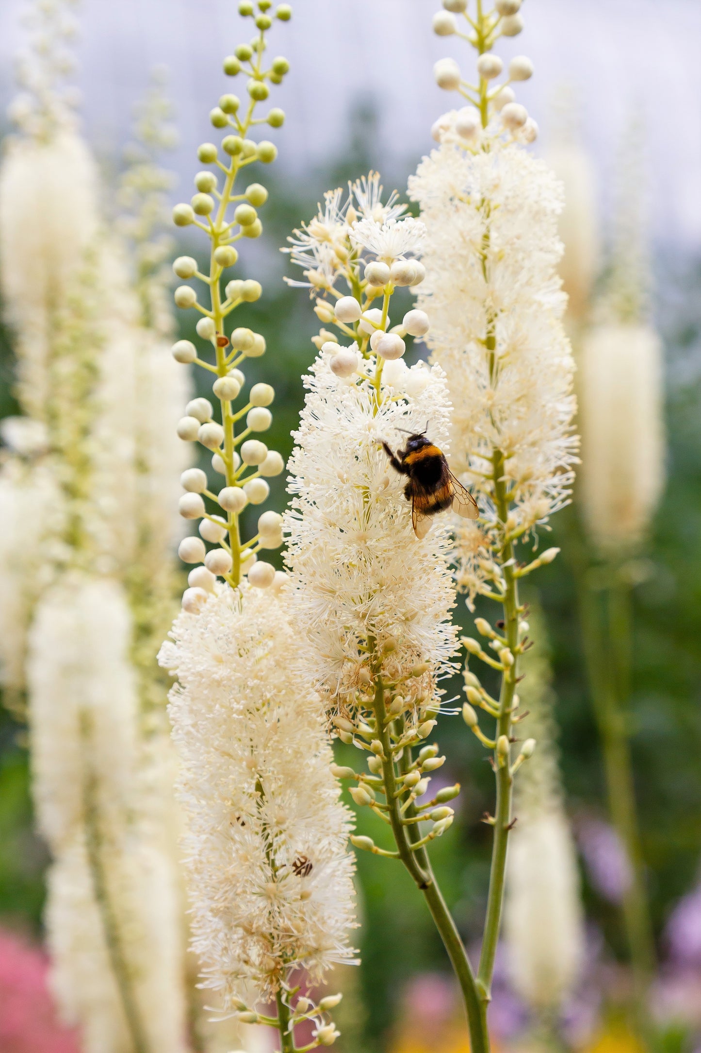 50 BLACK COHOSH Bugbane Actaea Racemosa Cimicifuga Bugbane Snakeroot Native White Shade Flower Herb Seeds