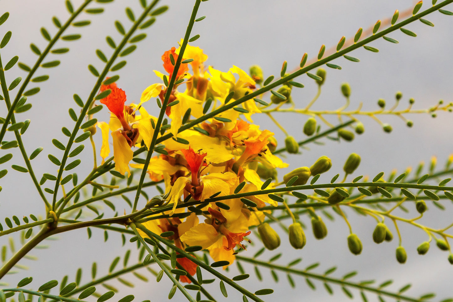 25 JERUSALEM THORN TREE Mexican Palo Verde Parkinsonia Aculeata Yellow & Red Flower Large Shrub Small Tree Legume Seeds