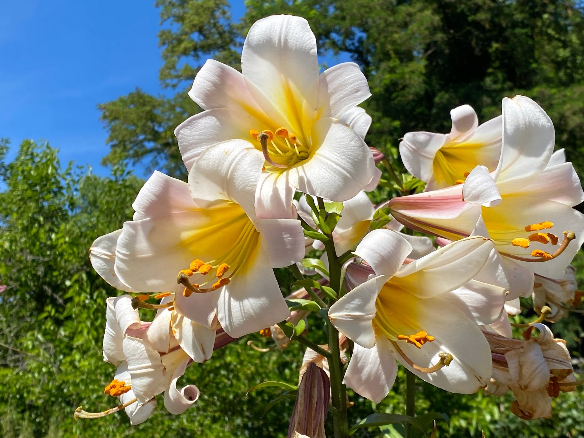 white trumpet lily flower 10 REGAL TRUMPET LILY aka Royal / King's Lilium Regale White Pink Yellow Flower Seeds