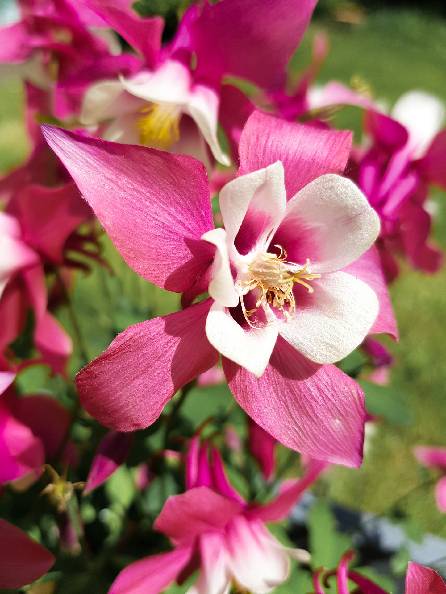 50 ROSE STAR COLUMBINE Aquilegia Caerulea Bicolor Rose Pink & White Flower Seeds