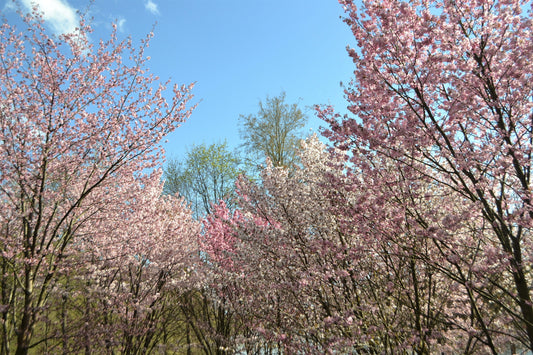 10 Japanese MOUNTAIN CHERRY Hill Cherry Prunus Serrulata Spontanea Pink & White Flowers Red Fruit Tree Seeds
