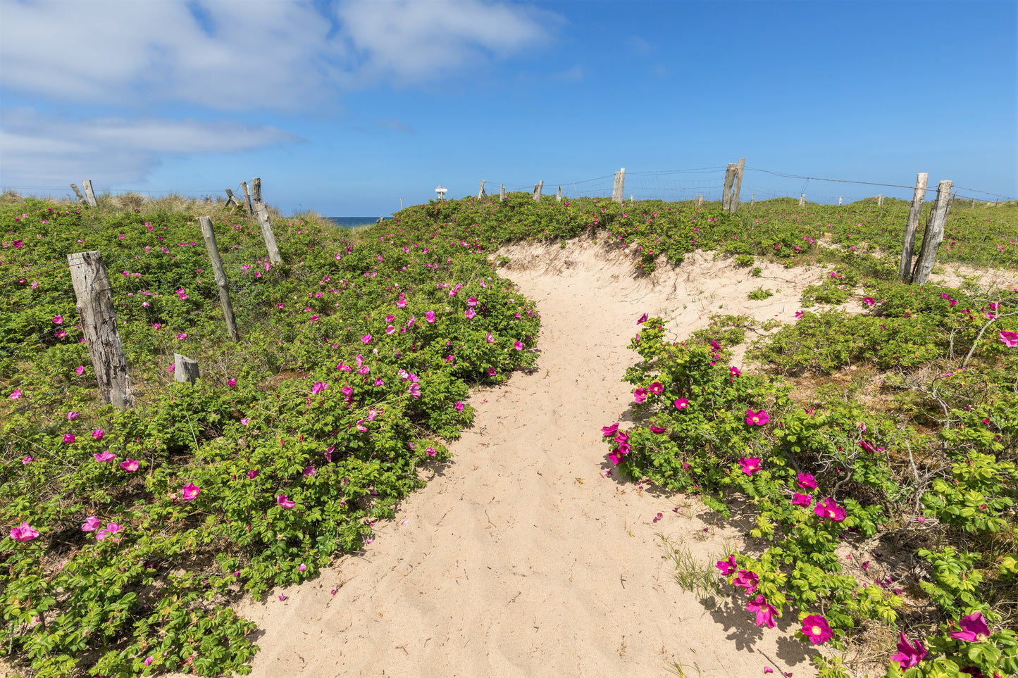 50 Pink BEACH ROSE aka Seaside or Sand Rose, Beach Tomato Rosa Rugosa Huge Red Hips Flower Seeds