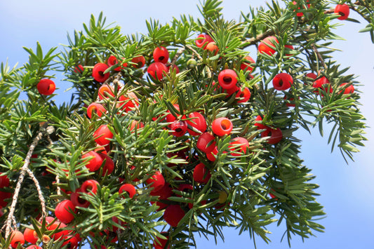 10 PACIFIC YEW Tree Taxus Baccata Brevifolia Evergreen Conifer Sun or Shade Red Ornamental Berry Native Tree Seeds