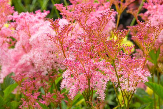 10 QUEEN Of THE PRAIRIE Pink Meadowsweet Filipendula Rubra Flower Seeds