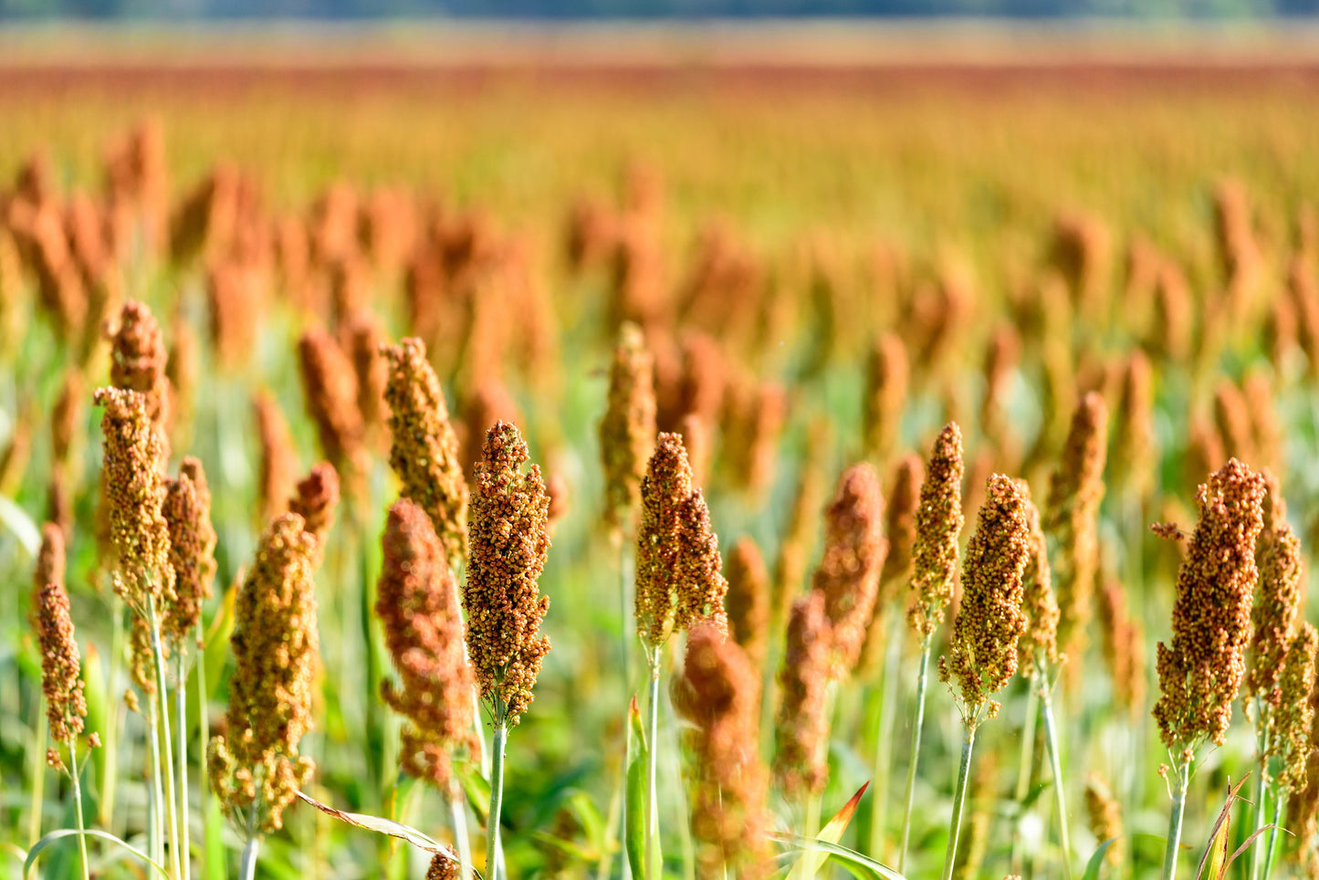 500 BROWNTOP MILLET Urochloa Ramosa Panicum Brachiaria Brown Top Dixie Signalgrass Nurse Cover Forage Wildlife Food Plot Grain Birdseed Erosion Ornamental Grass Seeds