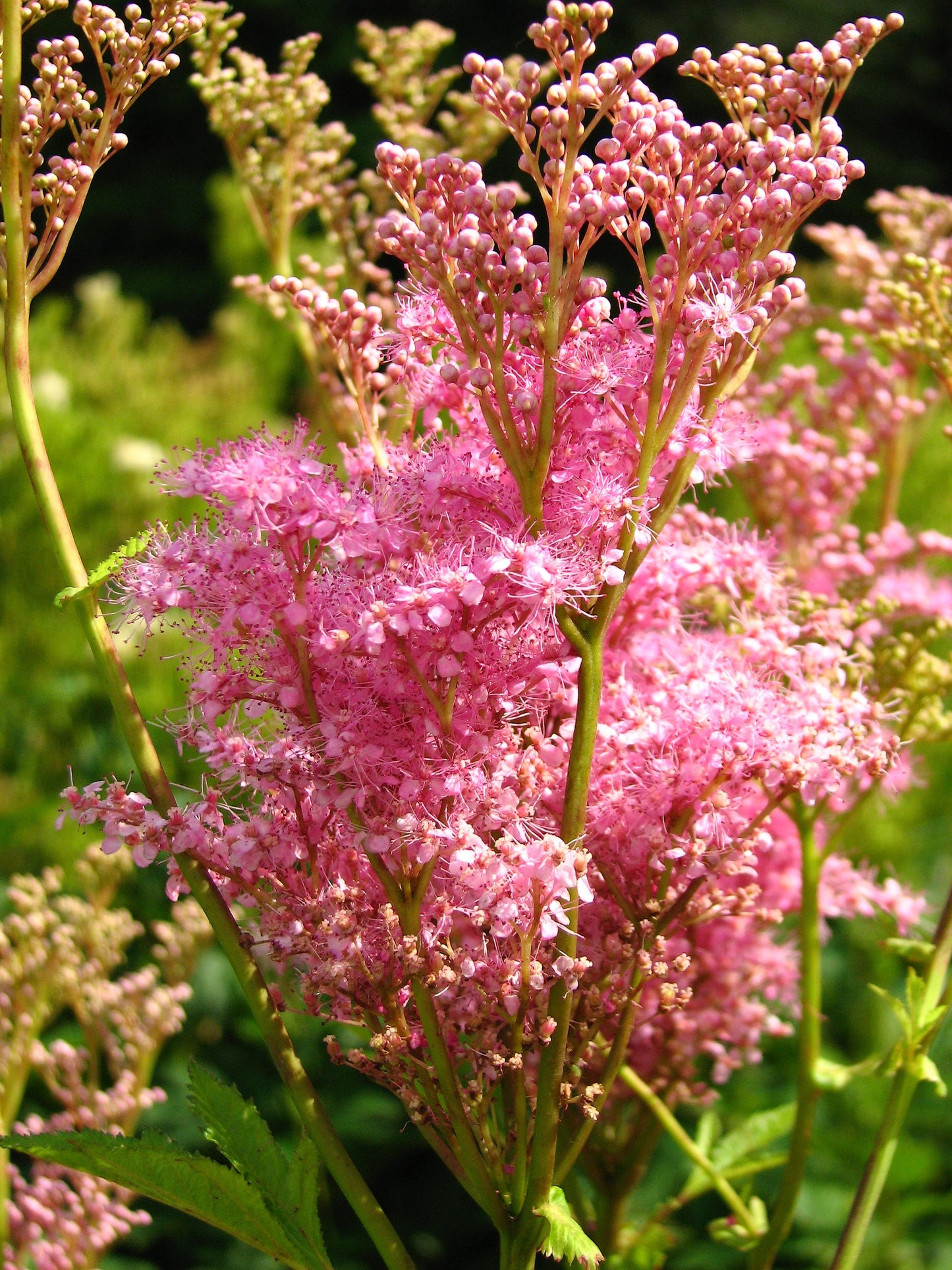 10 QUEEN Of THE PRAIRIE Pink Meadowsweet Filipendula Rubra Flower Seeds