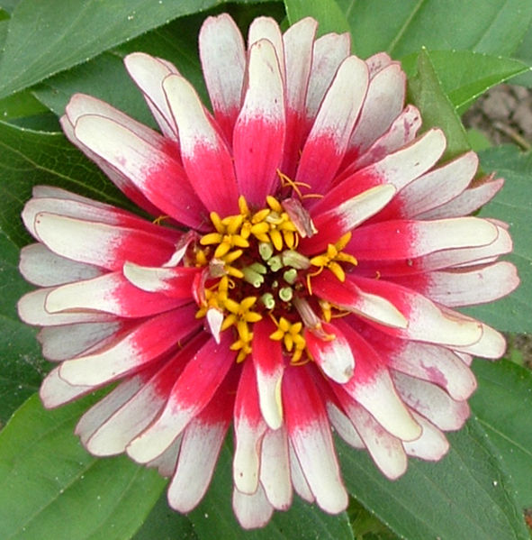50 CAROUSEL MIX ZINNIA Elegans Carrousel Whirligig Mixed Colors Bicolor Flower Seeds