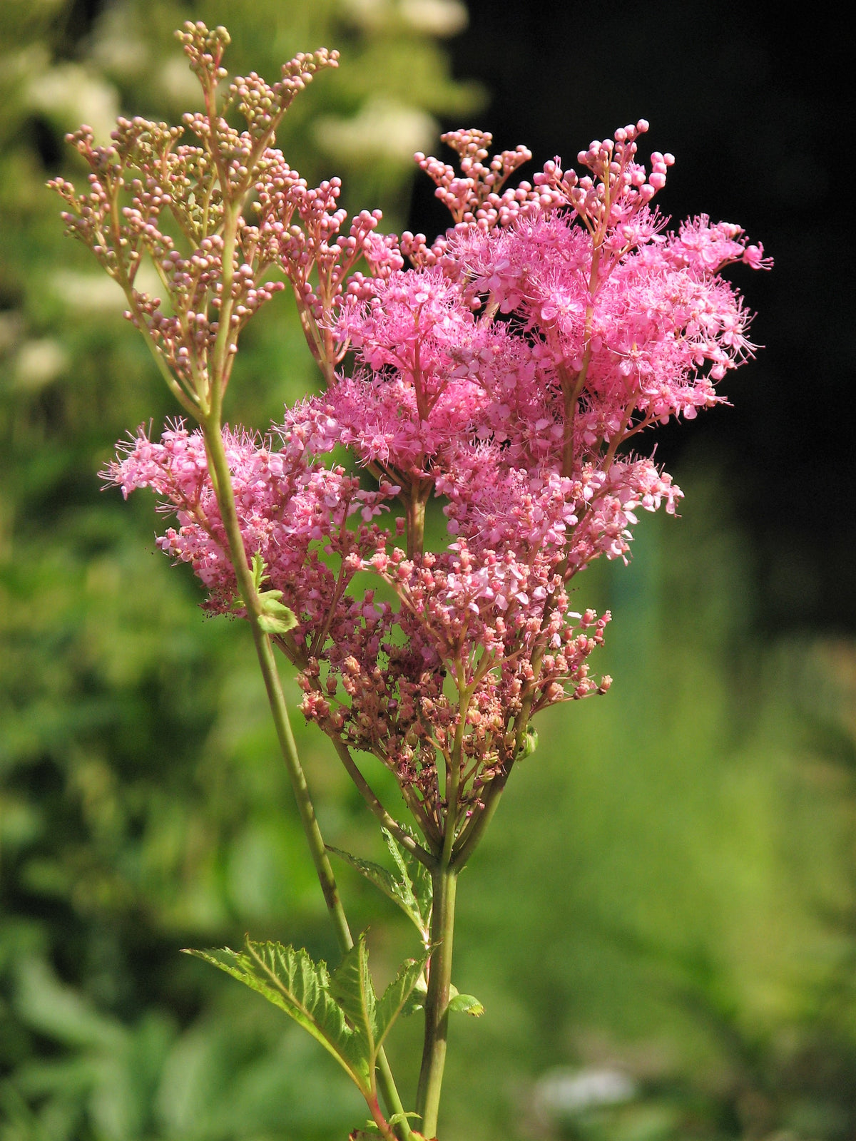 10 QUEEN Of THE PRAIRIE Pink Meadowsweet Filipendula Rubra Flower Seed ...