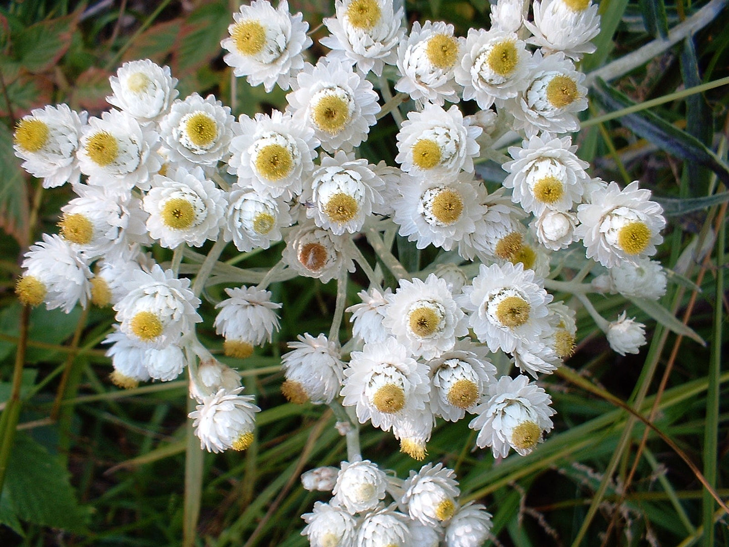 100 PEARLY EVERLASTING Anaphalis Margaritacea Fragrant Butterfly Flower Seeds