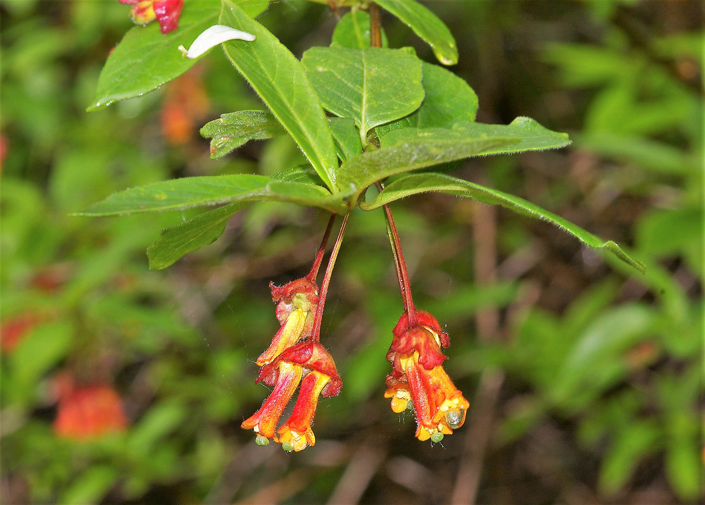 25 TWINBERRY HONEYSUCKLE Lonicera Involucrata California Bearberry Black Twin Berry Endangered Native Sun or Shade Shrub Yellow Red Hummingbird Flower Seeds