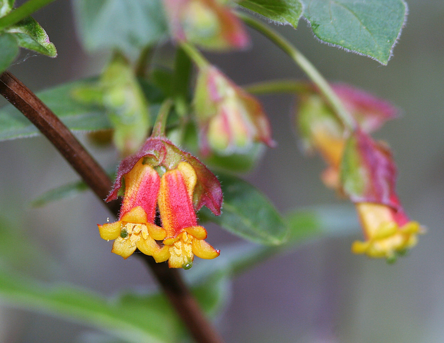 25 TWINBERRY HONEYSUCKLE Lonicera Involucrata California Bearberry Black Twin Berry Endangered Native Sun or Shade Shrub Yellow Red Hummingbird Flower Seeds