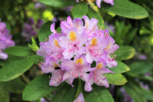 40 CAROLINA RHODODENDRON Carolinianum Dwarf Azalea Pink Purple Flower Shrub Seeds