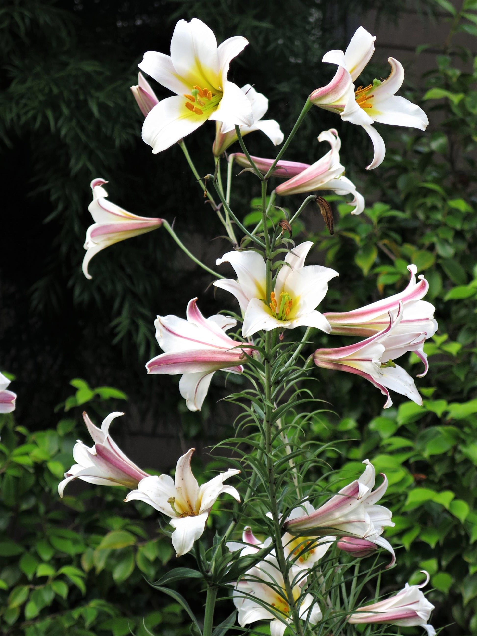 regal lily flower 10 REGAL TRUMPET LILY aka Royal / King's Lilium Regale White Pink Yellow Flower Seeds
