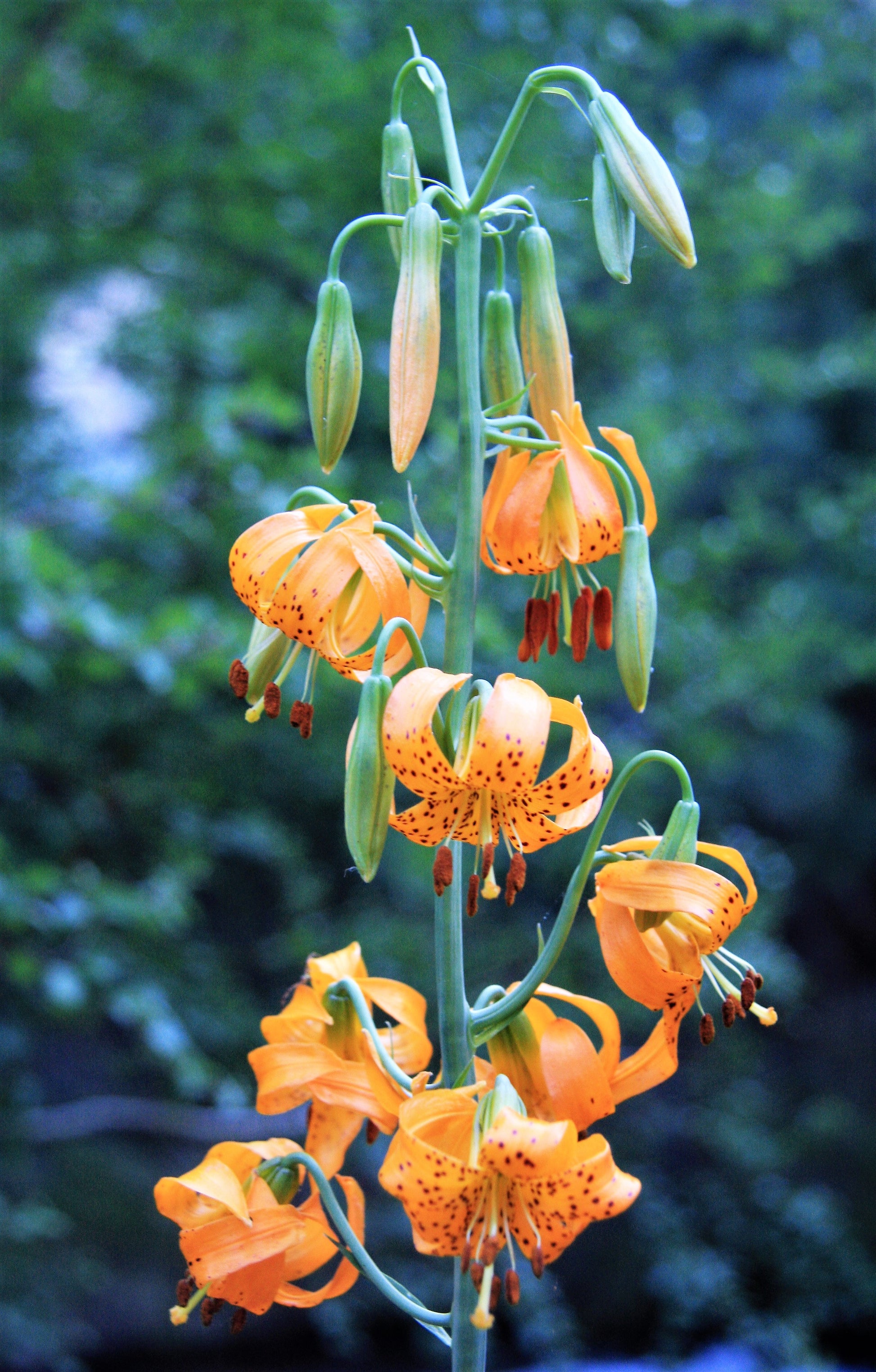 tiger lily oregon 20 COLUMBIAN TIGER LILY Oregon Lily Lilium Columbianum syn. Canadense Parviflorum Orange Maroon Spotted Native Flower Seeds