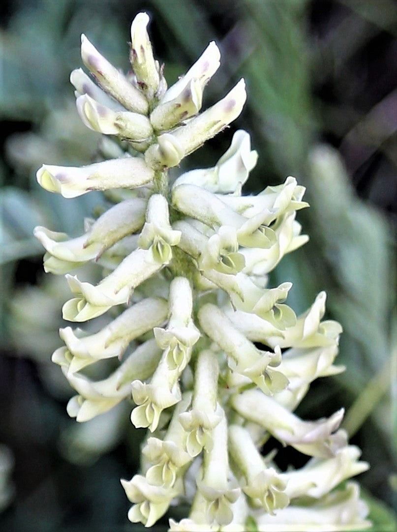 plant licorice flavored seeds 50 AMERICAN LICORICE Glycyrrhiza Lepidota aka Wild Licorice Native Her – Seedville USA