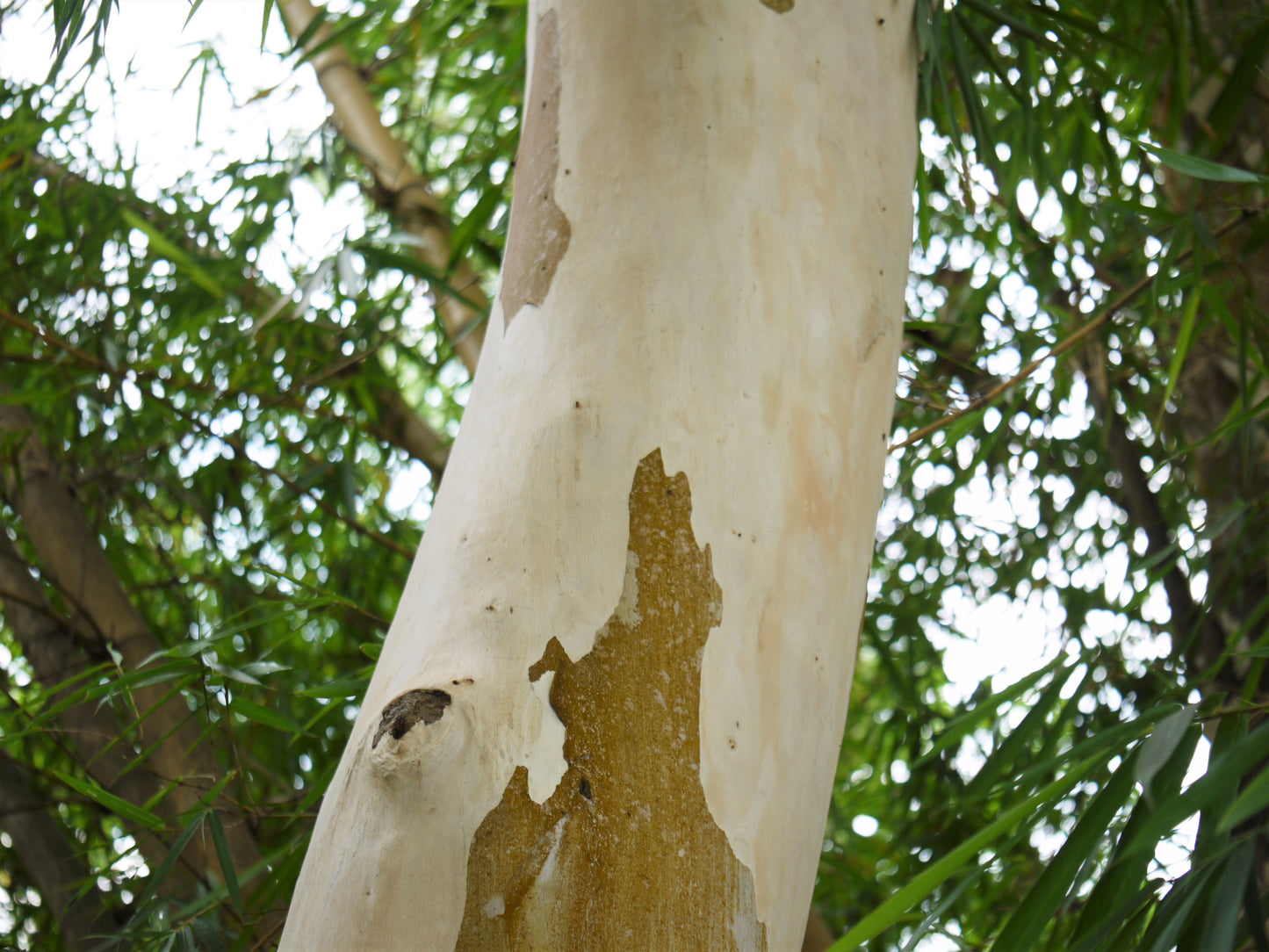 50 LEMON SCENTED EUCALYPTUS Citriodora Tree aka Lemon Bush & Spotted Gum - Colorful Bark White Flower Tree Seeds