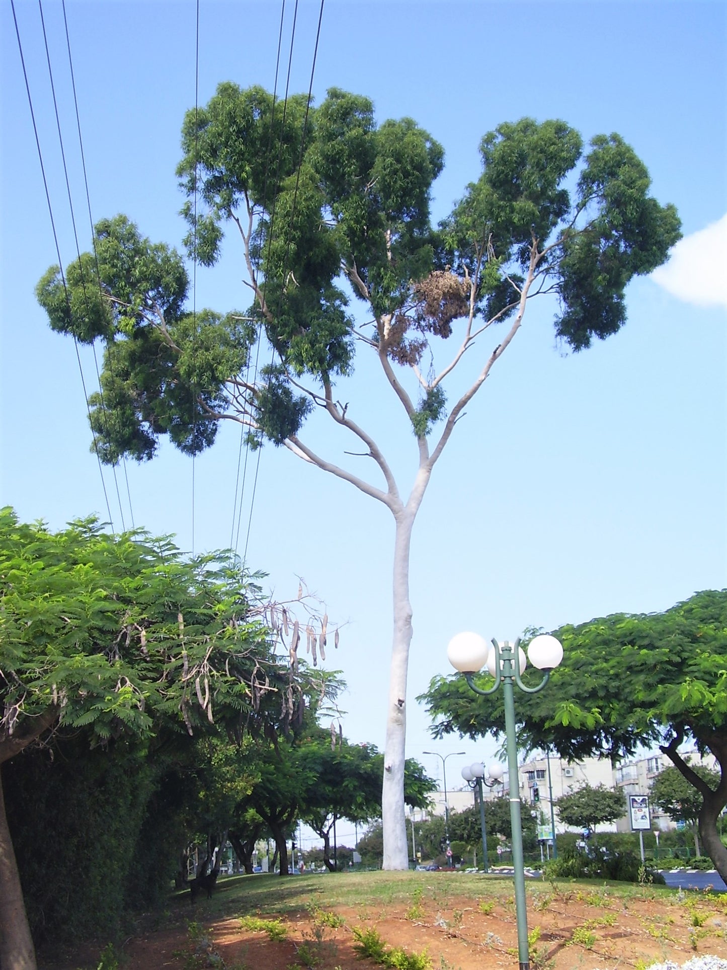 50 LEMON SCENTED EUCALYPTUS Citriodora Tree aka Lemon Bush & Spotted Gum - Colorful Bark White Flower Tree Seeds