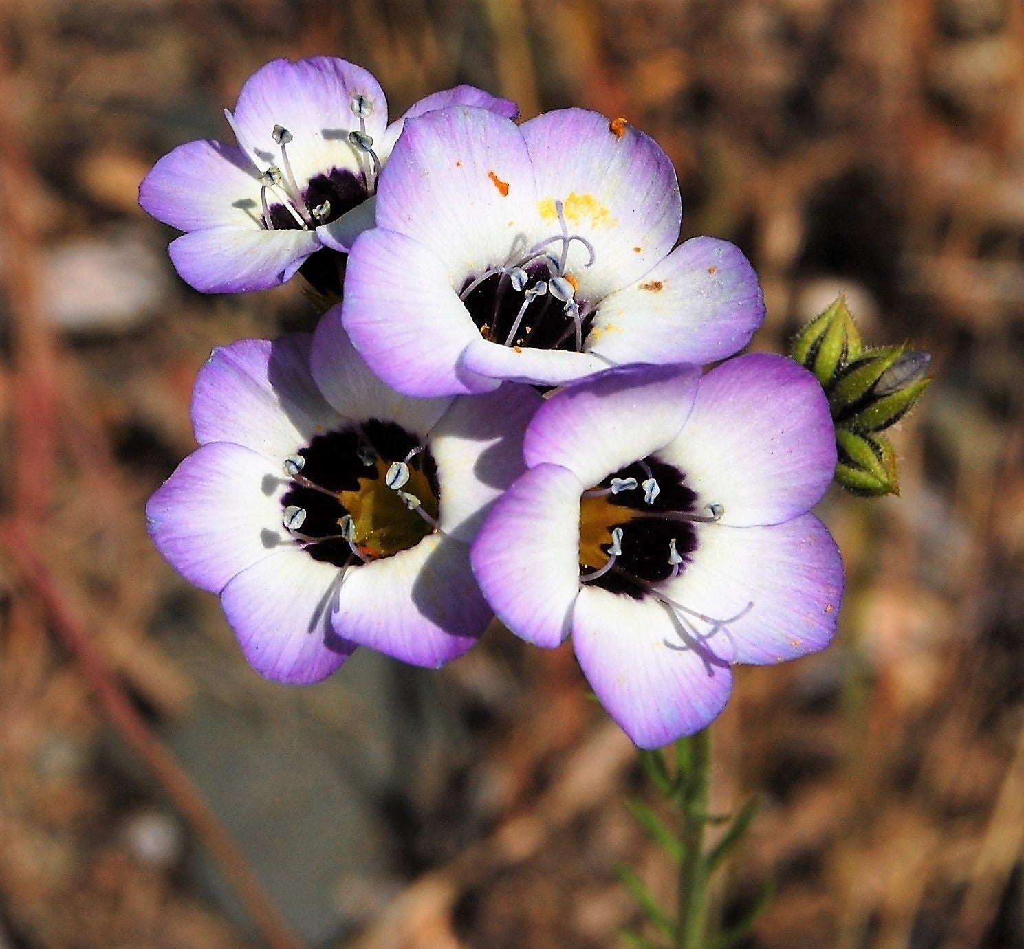 birds eye flower seeds 1000 BIRDS EYES Gilia Tricolor Lavender White Native Fragrant Hummingbird Flower Seeds
