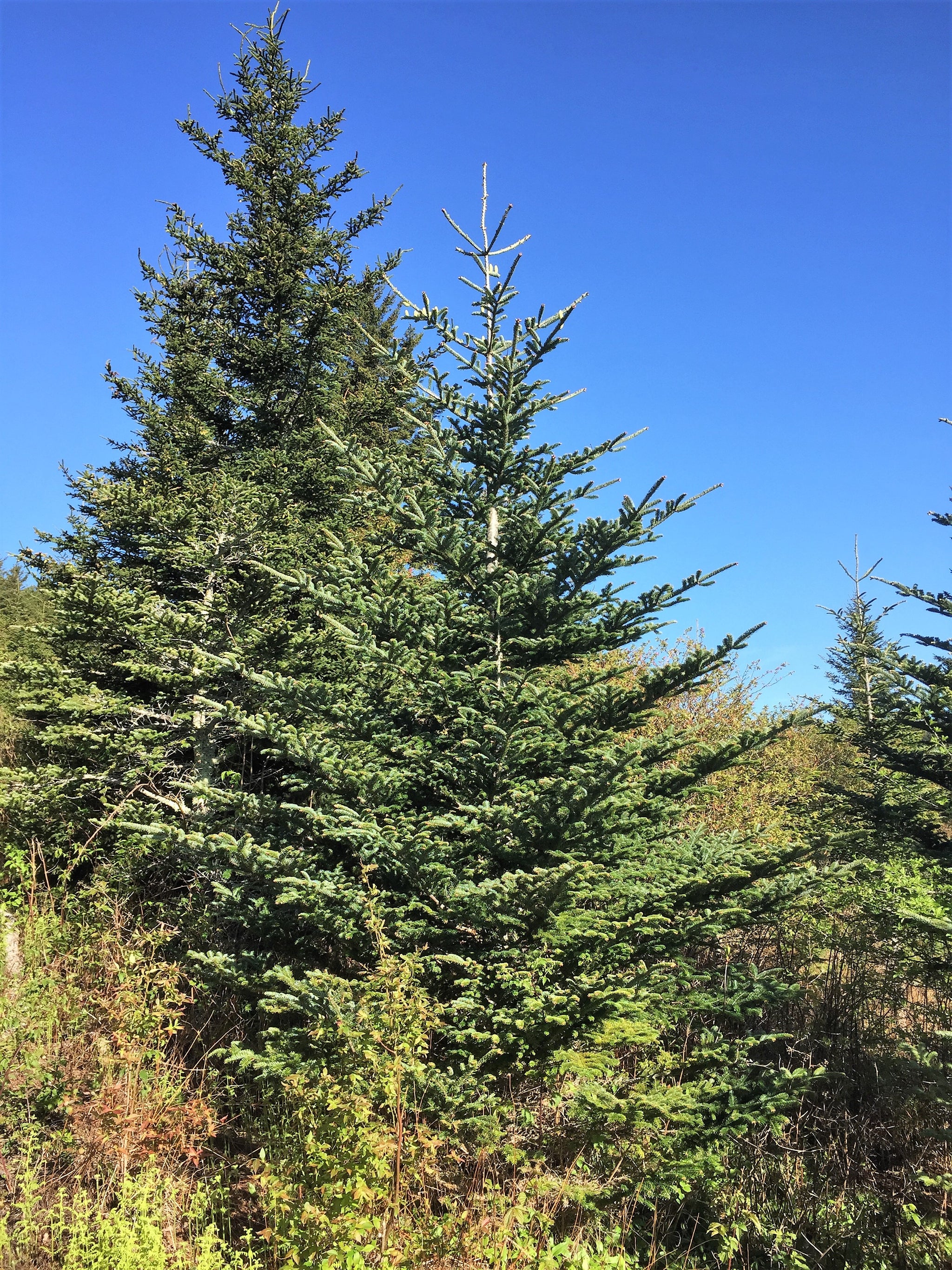 20 FRASER FIR Tree Abies Fraseri Christmas Tree Southern Balsam Fir Na