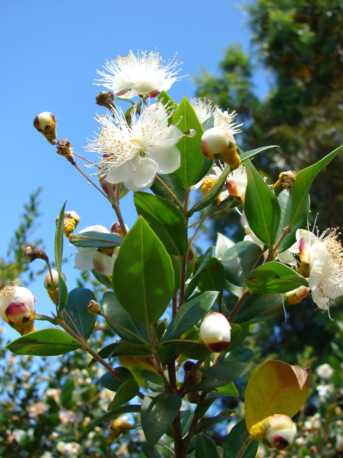 Mytle Berry 20 TRUE MYRTLE Myrtus Communis aka Common & Sweet Myrtle Fragrant Whit ...