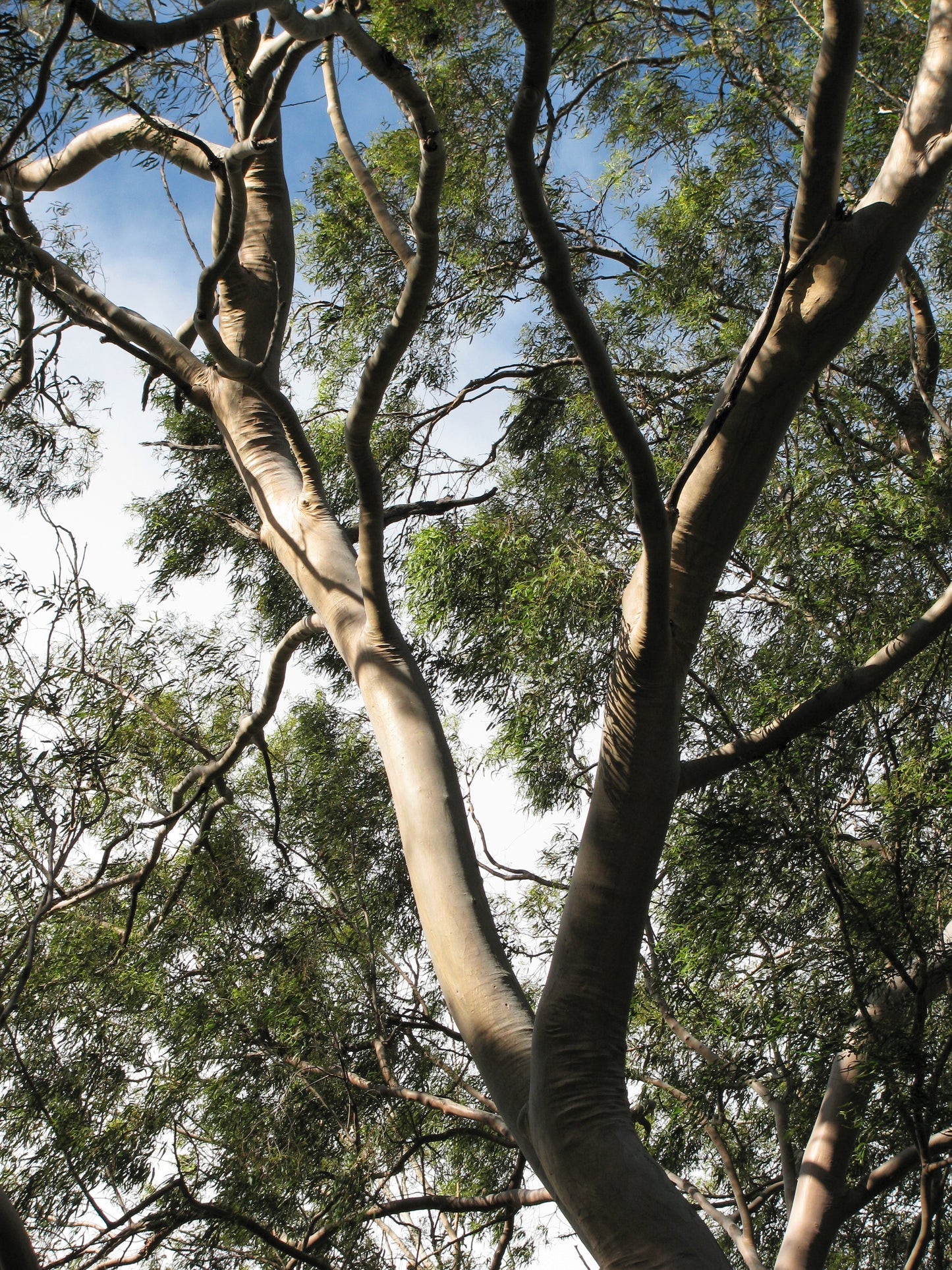 50 LEMON SCENTED EUCALYPTUS Citriodora Tree aka Lemon Bush & Spotted Gum - Colorful Bark White Flower Tree Seeds