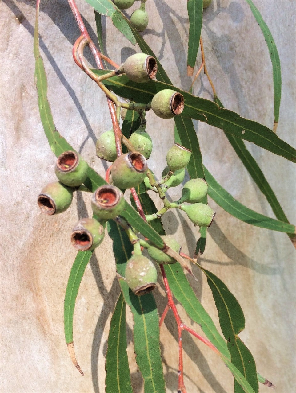 50 LEMON SCENTED EUCALYPTUS Citriodora Tree aka Lemon Bush & Spotted Gum - Colorful Bark White Flower Tree Seeds