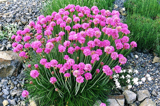 50 SEA THRIFT Armeria Maritima California Sea Pink Cliff Rose Cushion Pink Lavender Native Maritime Flower Seeds