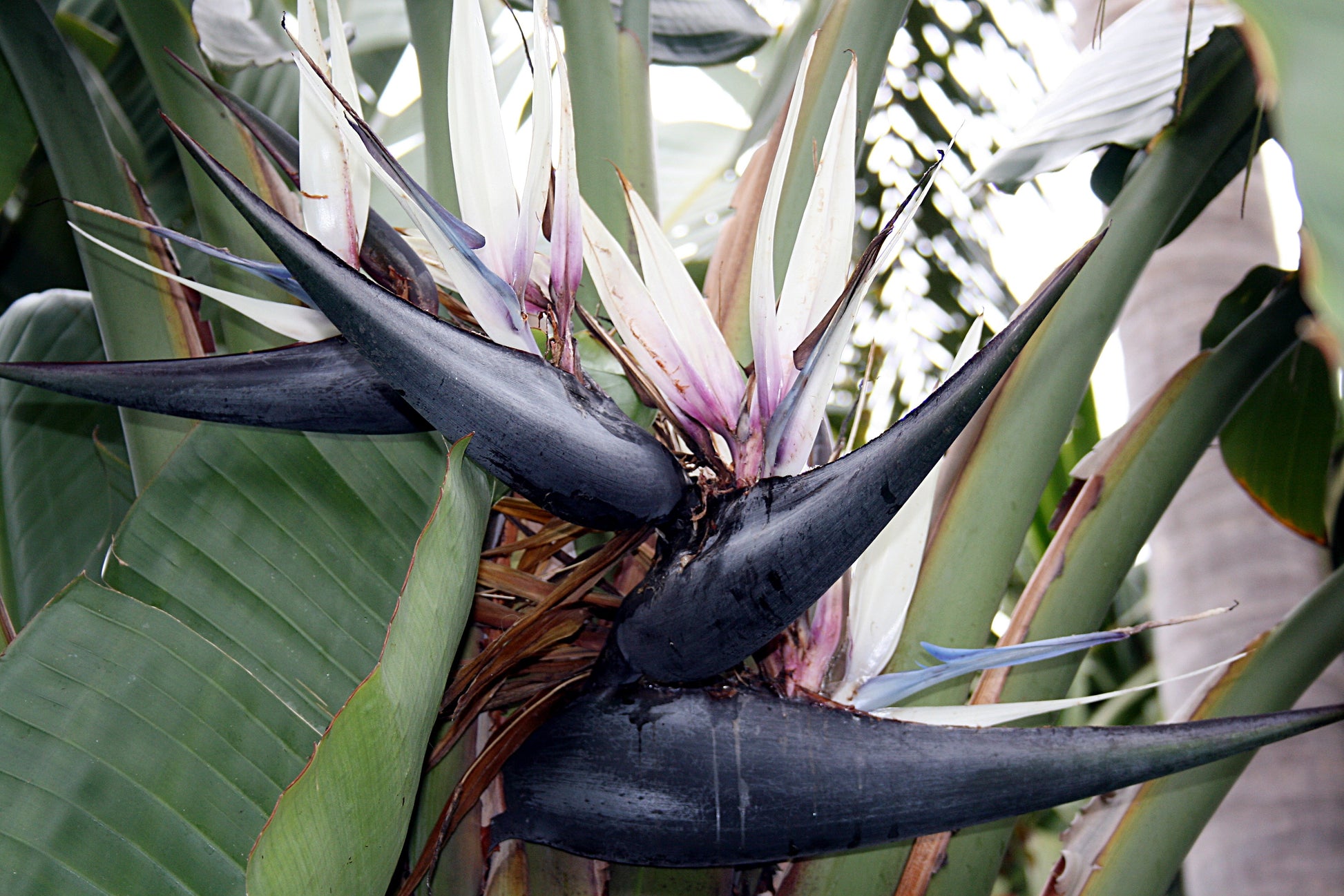 bird of paradise plant seeds for sale 5 GIANT BIRD OF PARADISE Tree Strelitzia Nicolai Wild Banana White Cra – Seedville USA