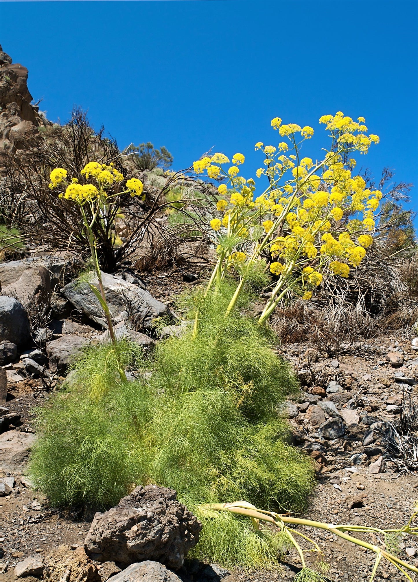 15 GIANT FENNEL Ferula Communis Gigantea Yellow Flower Herb Seeds