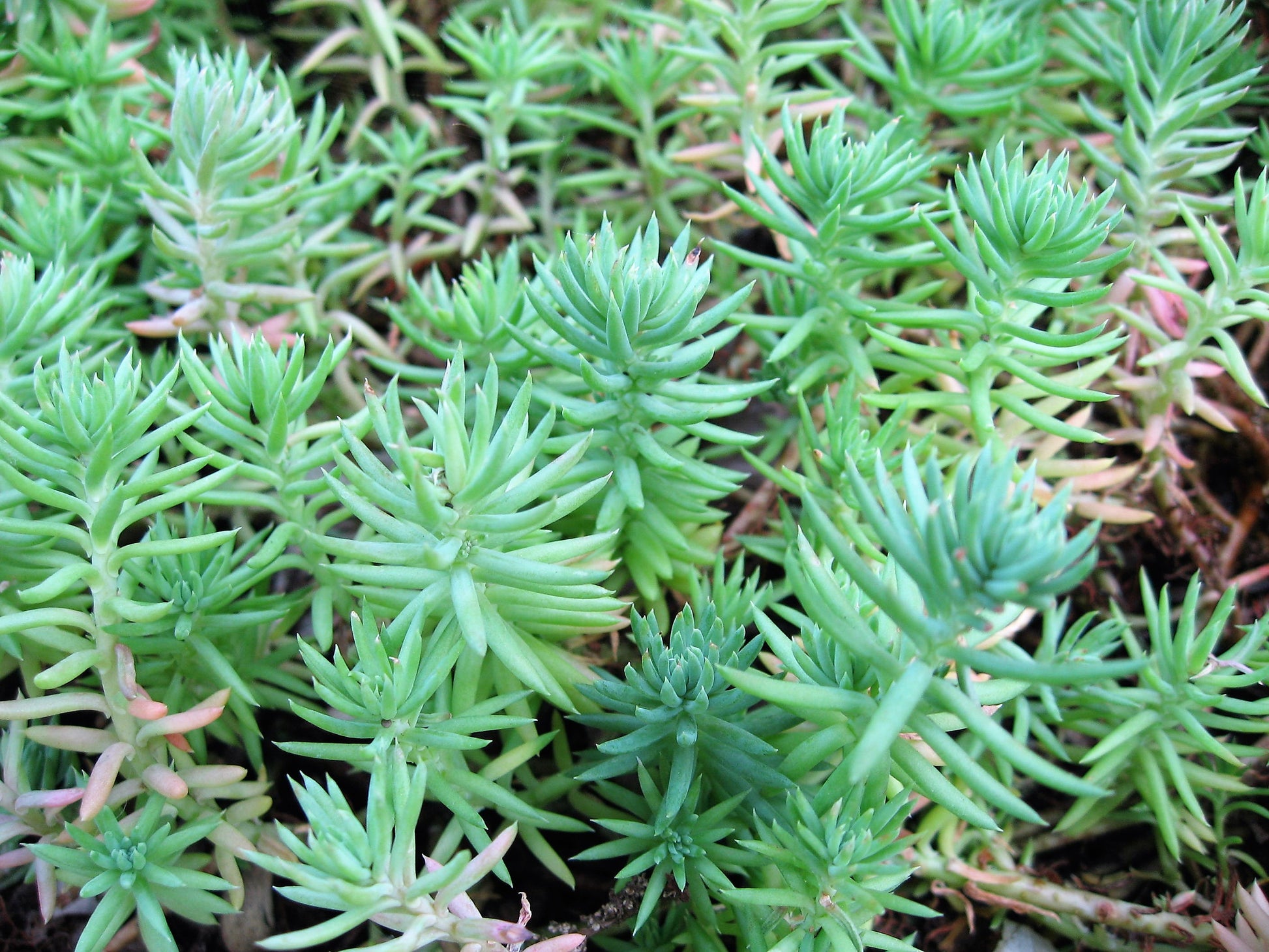 blue spruce succulent 50 BLUE SPRUCE SEDUM Reflexum Succulent Jenny's Stonecrop Goldmoss Yel – Seedville USA
