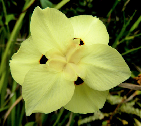 20 YELLOW AFRICAN IRIS Fortnight Lily Dietes Bicolor Butterfly Flag Spanish Peacock Iris Flower Seeds