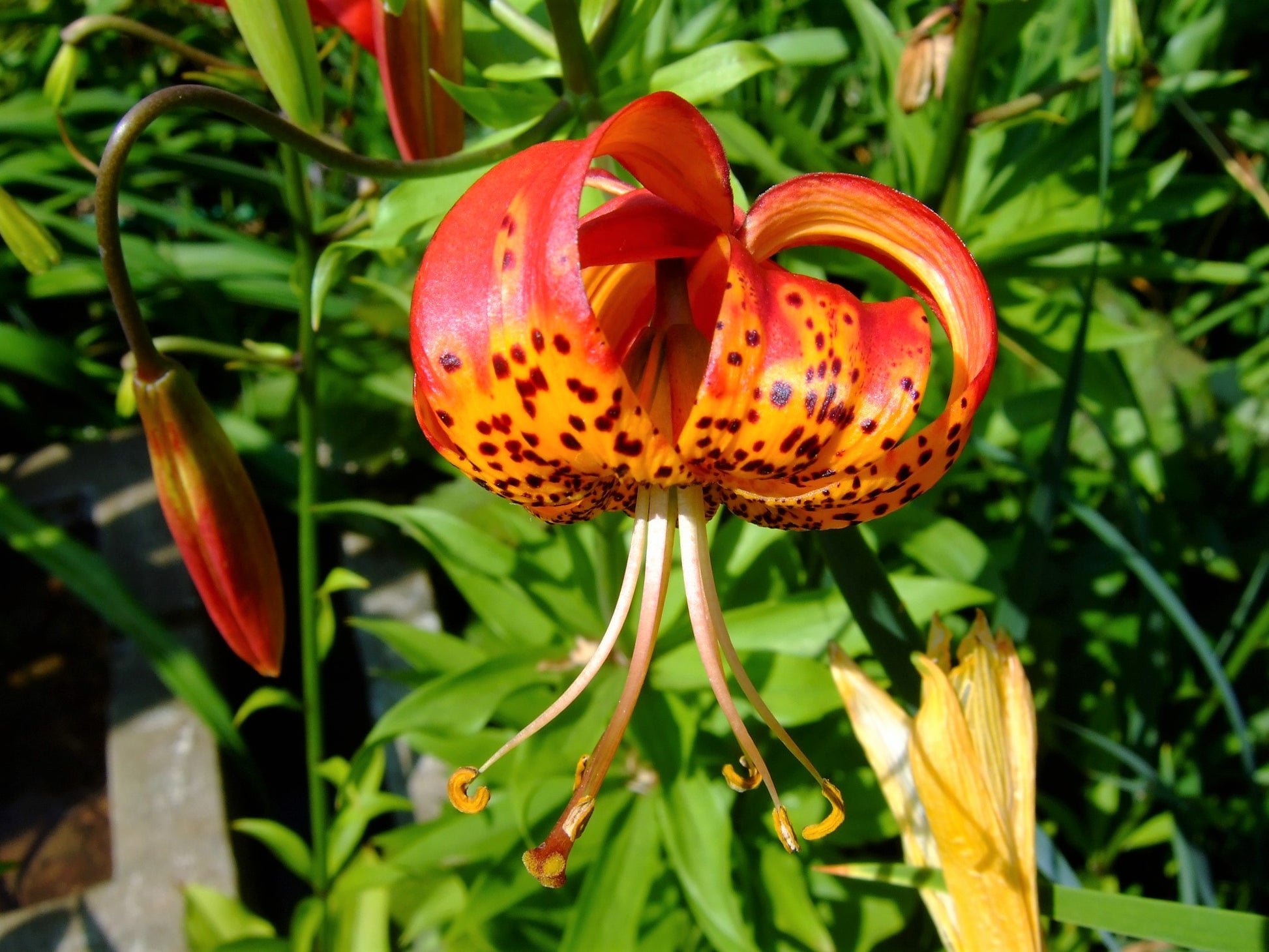 tiger lily mcminnville tn 10 LEOPARD LILY California Tiger Lily Panther Lilium Pardalinum Yellow Orange Red Spotted Native Flower Seeds