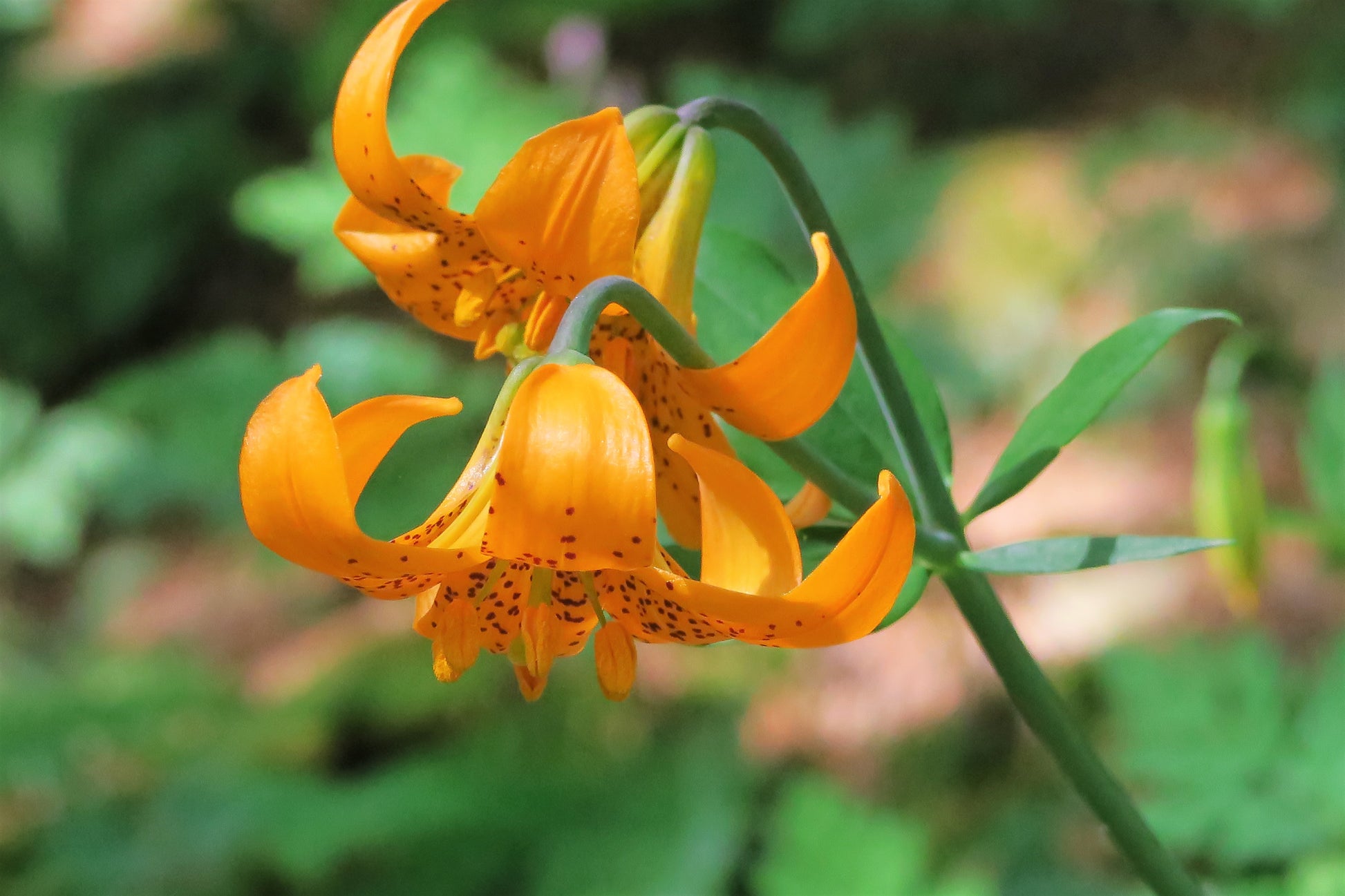 wild tiger lily plant 20 COLUMBIAN TIGER LILY Oregon Lily Lilium Columbianum syn. Canadense Parviflorum Orange Maroon Spotted Native Flower Seeds
