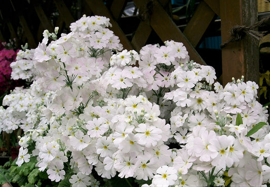 100 WHITE FAIRY PRIMROSE Primula Malacoides Baby Primrose Shade Houseplant Flower Seeds