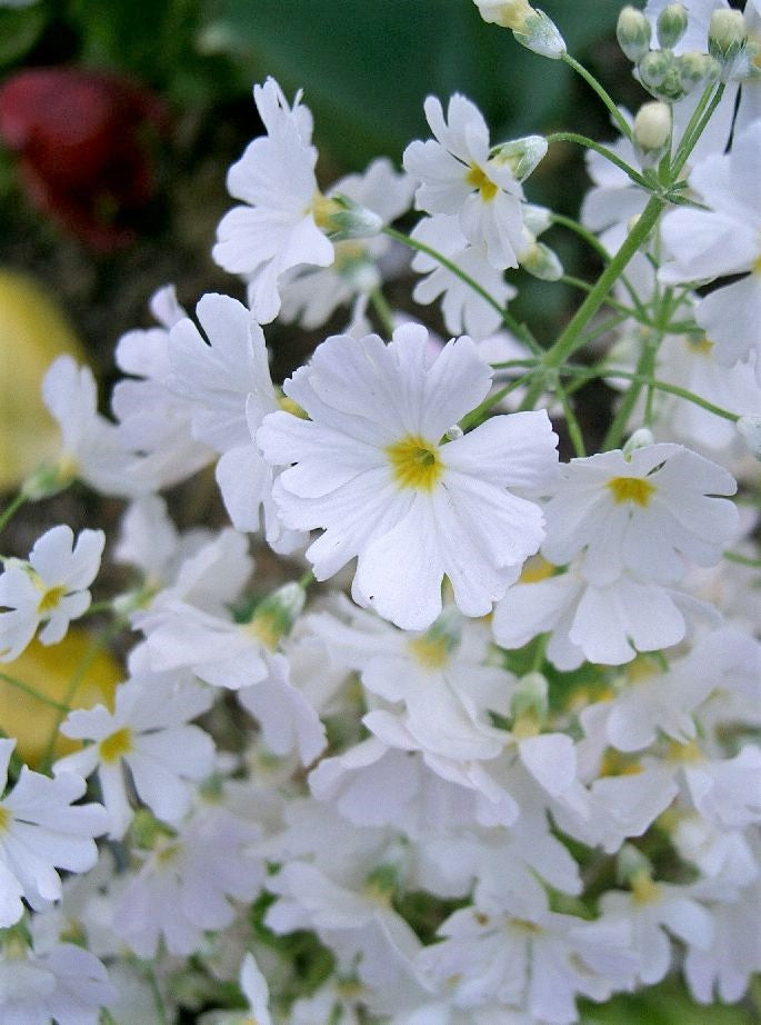 primrose house plant 100 WHITE FAIRY PRIMROSE Primula Malacoides Baby Primrose Shade Houseplant Flower Seeds