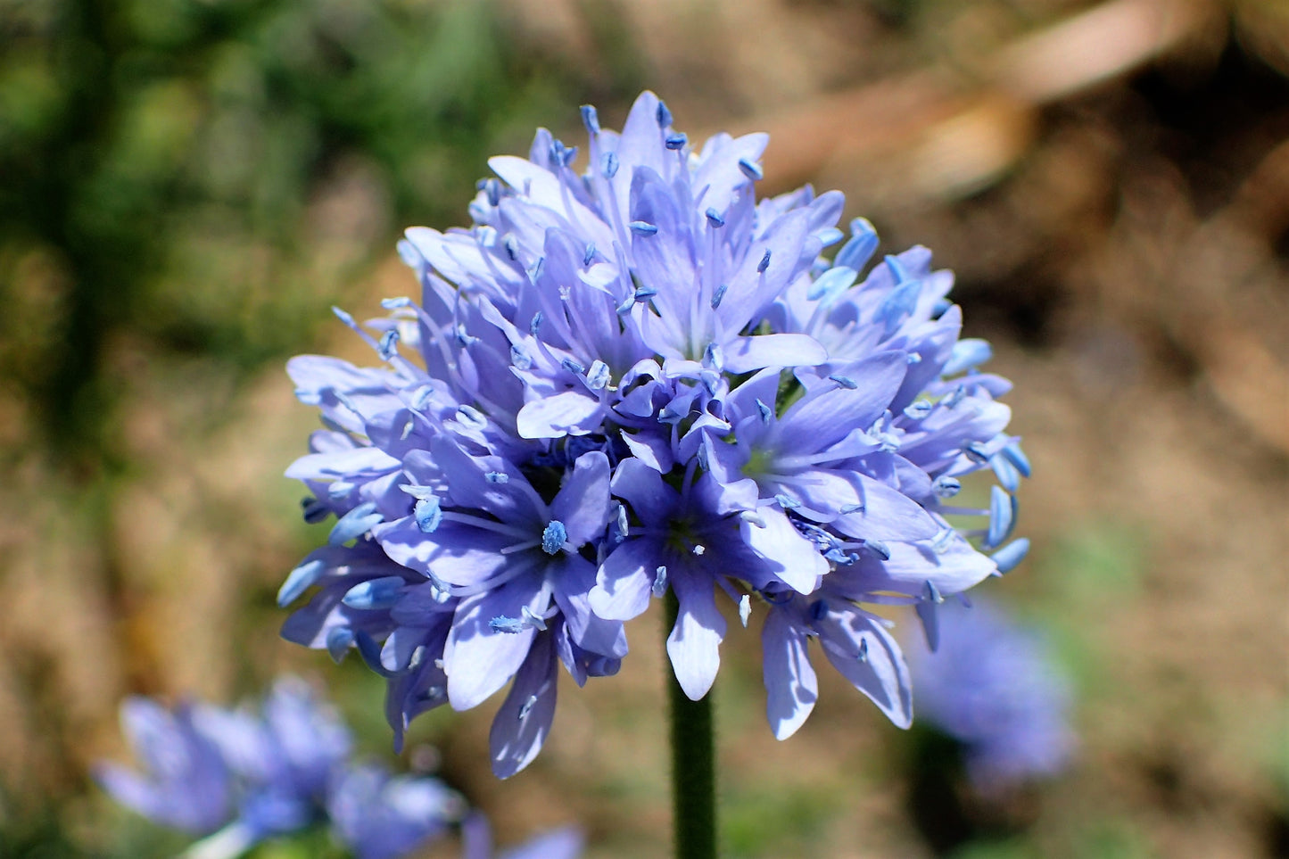 1500 GLOBE GILIA Bluehead Gilia Capitata Thimble Flower Seeds